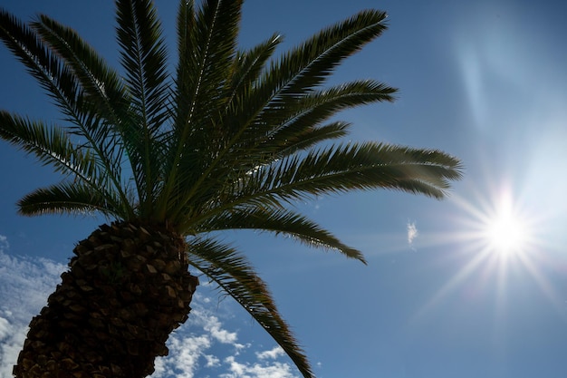 Tiro de ángulo bajo de una palmera a la luz del sol