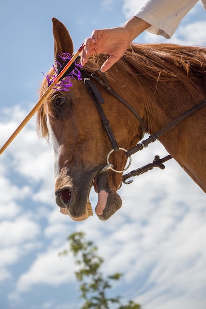 Tiro de ángulo bajo de una persona montando un caballo marrón con un poco, brida y rienda al aire libre