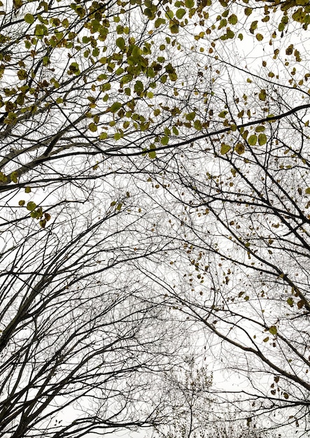 Foto tiro de ángulo bajo de ramas y flores en el paisaje de otoño