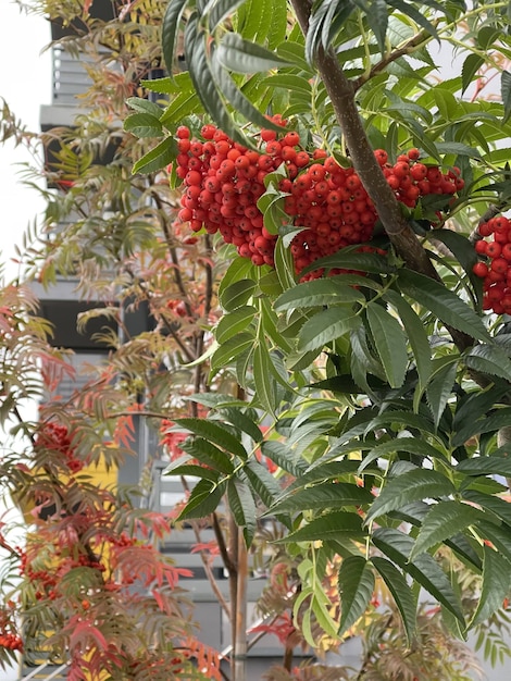 Tiro de ángulo bajo vertical de bayas de serbal maduras rojas en la rama de un árbol