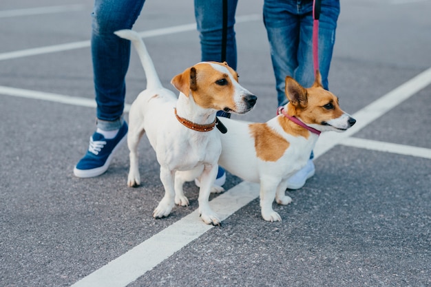 Tiro ao ar livre de dois cães de pedigree em trelas tem caminhada, pessoas irreconhecíveis estão perto