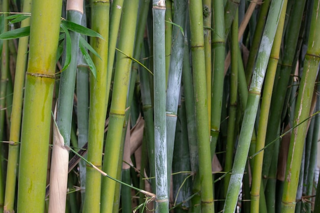 Tiro aproximado do tronco de bambu verde - perfeito para fundo ou papel de parede