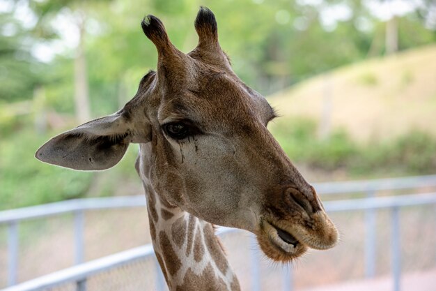 Tiro de cabeza jirafa en el zoológico de Tailandia