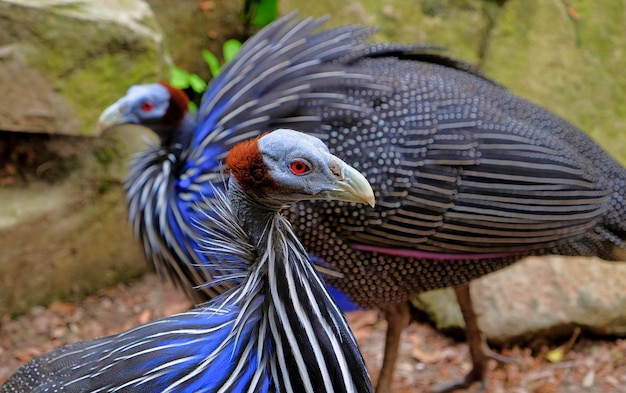 Tiro de cabeza de pavo salvaje oriental cerca