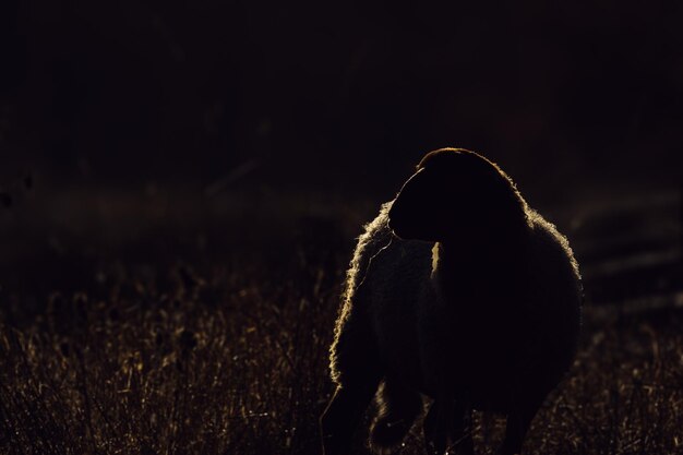 Tiro cambiante de una oveja Ovis aries en el campo en el fondo de la luz del sol