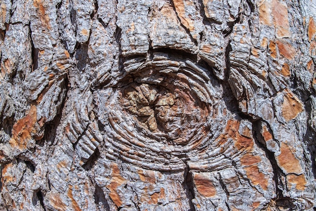 Tiro de cerca de corteza de árbol ideal para textura o fondo