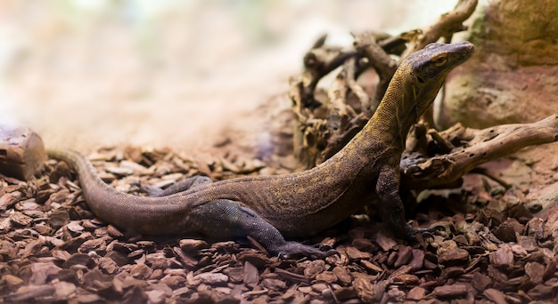 Tiro cheio do dragão de Komodo