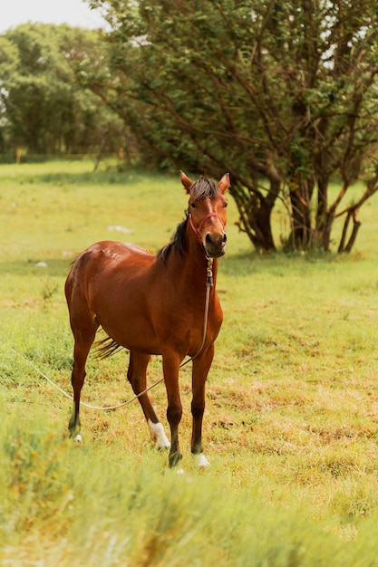 Foto tiro completo hermoso caballo marrón