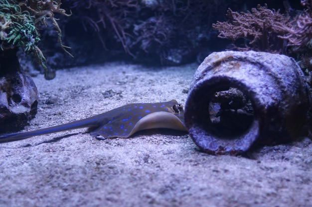 Foto tiro de arraia pintada debaixo d'água