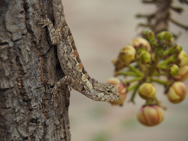 Foto tiro de camalote