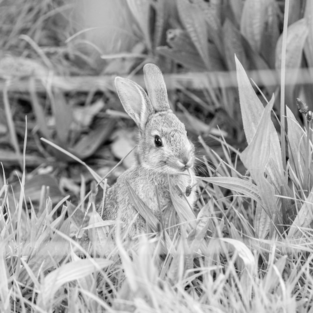 Tiro de close em escala de cinza de um coelho selvagem em um campo gramado atrás de uma cerca