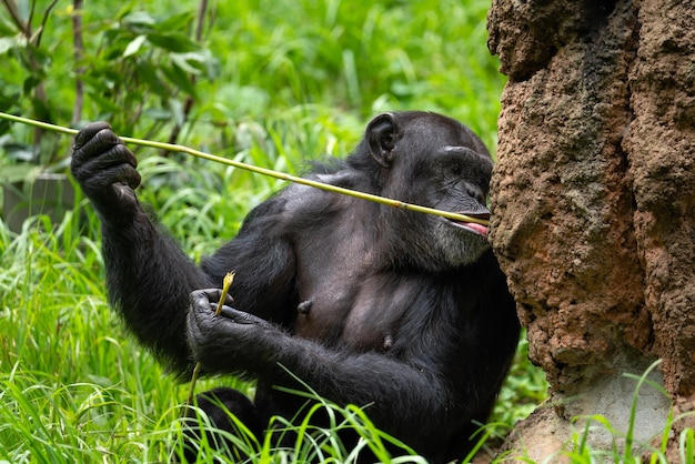 Tiro de foco raso de um chimpanzé sentado entre plantas verdes e comendo plantas ao lado de uma grande rocha