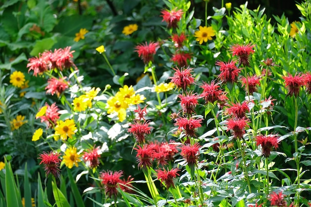 Tiro de foco seletivo de belas flores monarda e amarelas crescendo no jardim