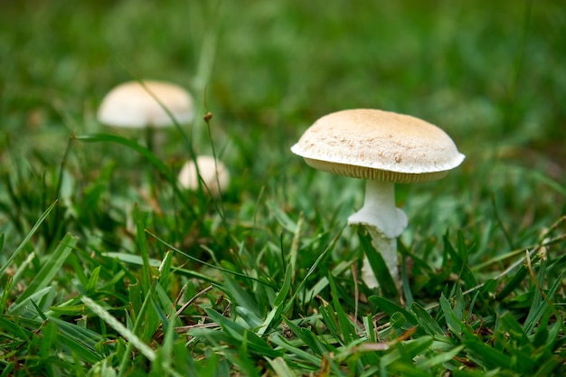 Tiro de foco seletivo de cogumelos brancos venenosos mortais (Amanita phalloides) crescendo em uma floresta