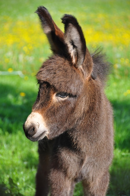 Tiro de foco seletivo de um burro bebê fofo em um fundo verde