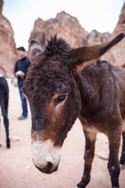 Tiro de foco seletivo de um burro marrom no deserto em Petra Jordan