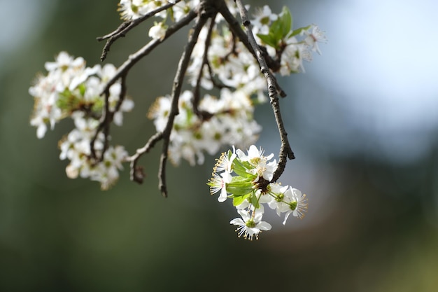 Tiro de foco seletivo de um galho de árvore florescente com flores brancas