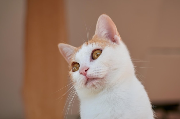 Tiro de foco seletivo de um gato fofo