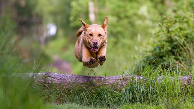 Foto tiro de foco seletivo de um labrador retriever saltando sobre um alog na floresta