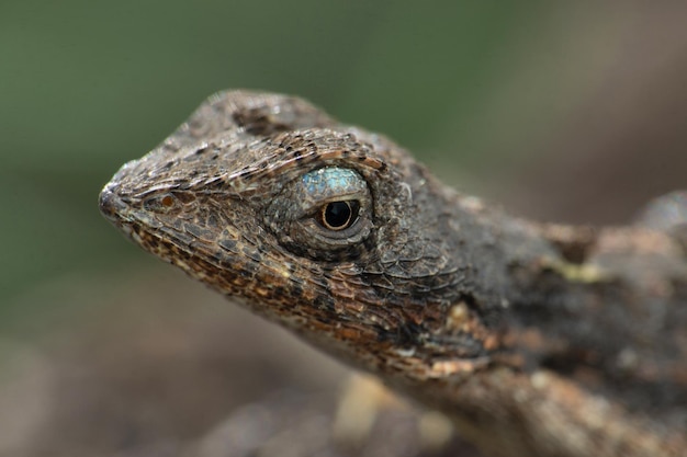 Tiro de foco seletivo de um lagarto de garganta de fã masculino (Sarada ponticeriana)