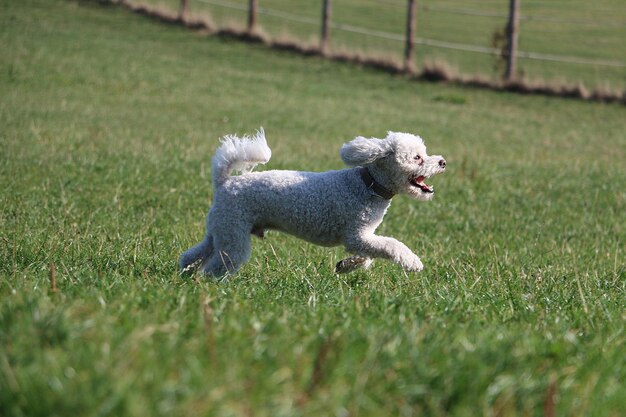 Tiro de foco seletivo de um Poodle fofo correndo na grama