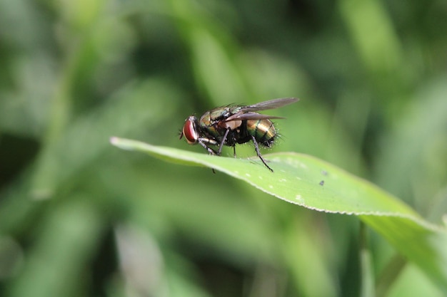 Tiro de foco seletivo de uma grande mosca em uma folha verde