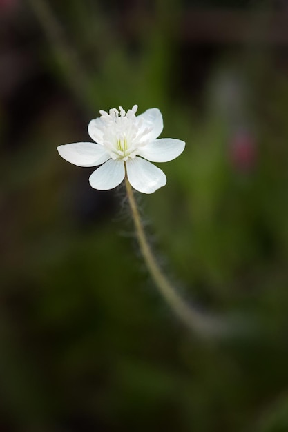 Tiro de foco seletivo vertical de uma flor Hepatica branca