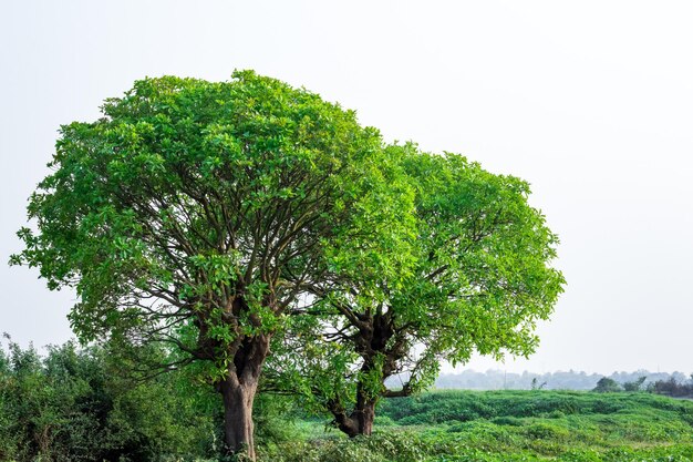 Tiro de paisagem de duas árvores de barringtonia acutangula nas terras agrícolas abandonadas