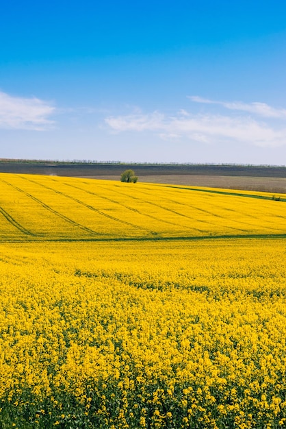 Tiro de paisagem vertical de um prado de estupro amarelo em flor em um dia ensolarado
