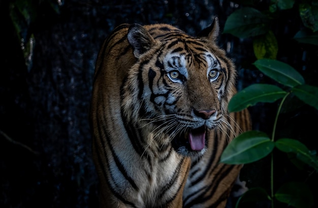 Tiro de perto do tigre Retrato animal