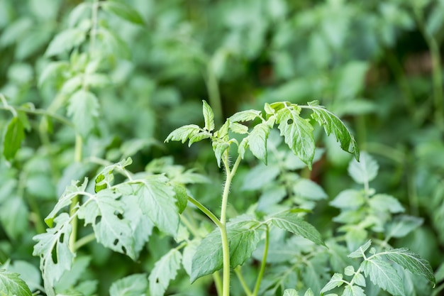 tiro de planta de tomate