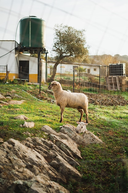 Tiro de uma ovelha e um cordeiro em uma área rural na Espanha é o nascer do sol