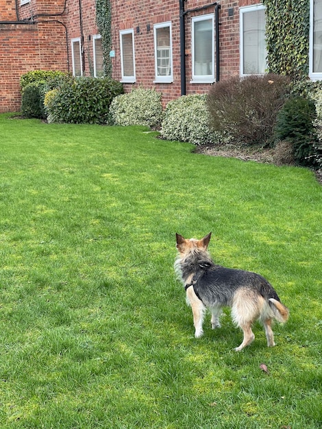 Tiro de visão traseira de um cachorro fofo de raça misturada andando na grama verde perto do prédio residencial