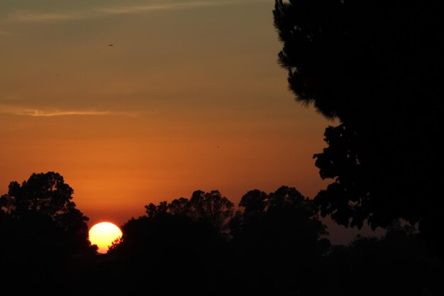 Tiro do pôr do sol entre árvores