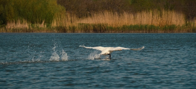 Tiro do tamanho da faixa de um cisne branco voando acima da água enquanto pegava um peixe