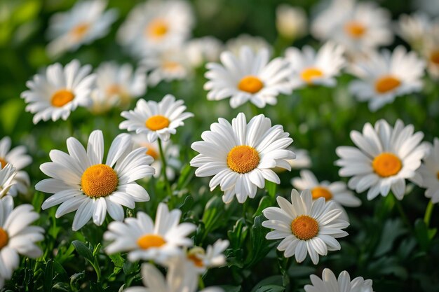 Tiro em close de belas flores brancas de margarida em um borrado