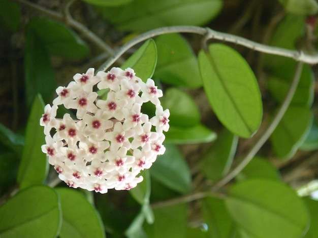 Tiro horizontal de flores brancas de hoya em um fundo verde