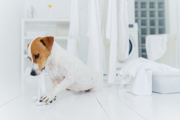 Tiro horizontal de jack rusell terrier morde roupa de cama branca enquanto o anfitrião está ausente