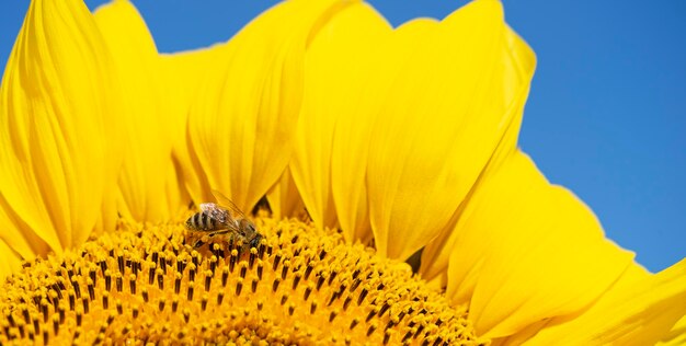 Tiro macro de una abeja cubierta con polen en el fondo de verano de girasol