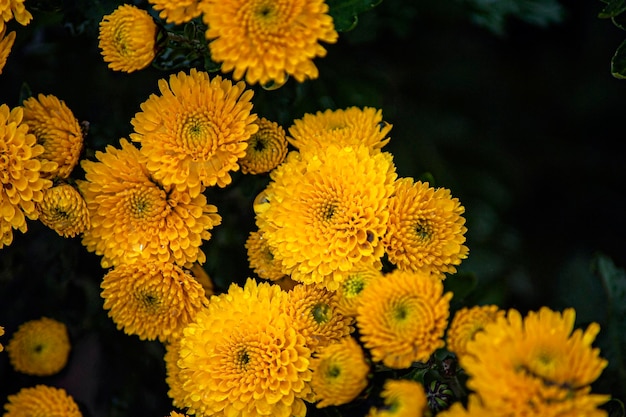 Tiro macro de aeonium amarillo en toda regla o flores de houseleek de árbol