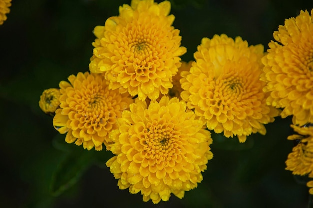 Tiro macro de aeonium amarillo en toda regla o flores de houseleek de árbol