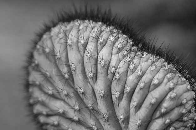 Foto un tiro macro de cactus