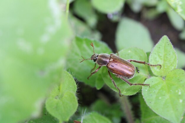 Tiro macro de un chafer europeo marrón en hojas verdes