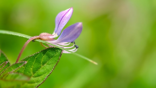 Tiro macro de Cleome rutidosperma flor de araña con flecos púrpura cleome púrpura maman