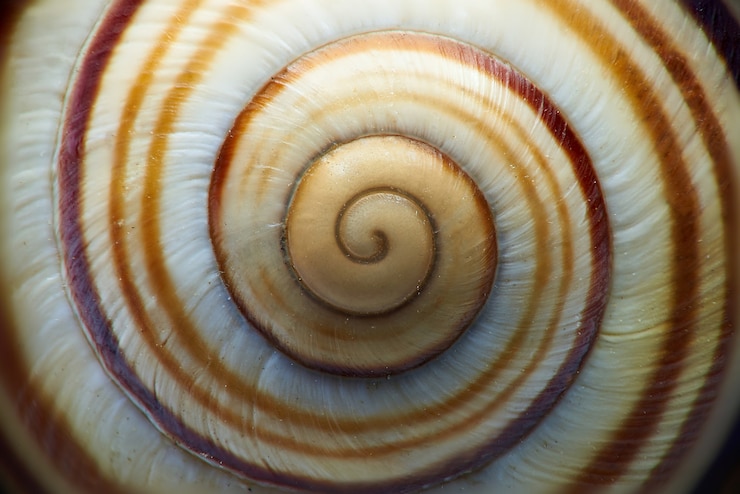 Foto tiro macro de una concha de caracol.