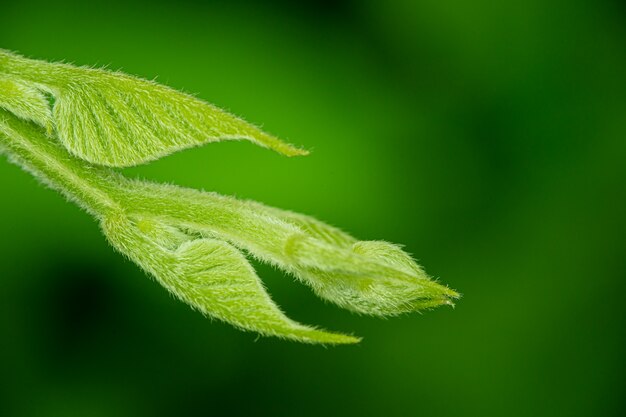 Tiro macro da árvore verde na natureza