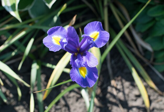 Tiro macro da bela íris azul flor close-up
