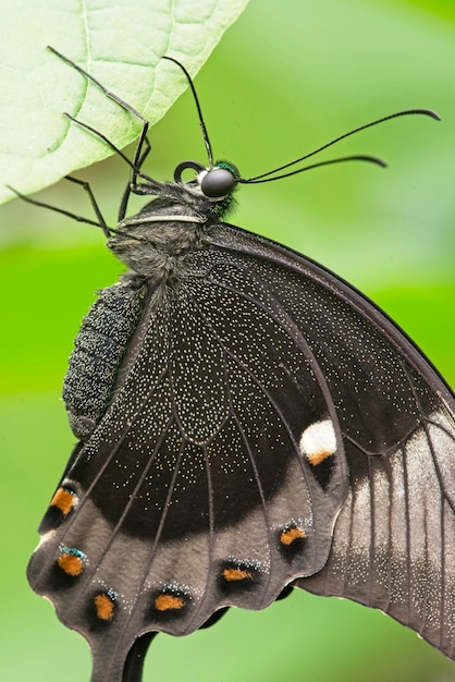 Tiro macro de borboleta tropical