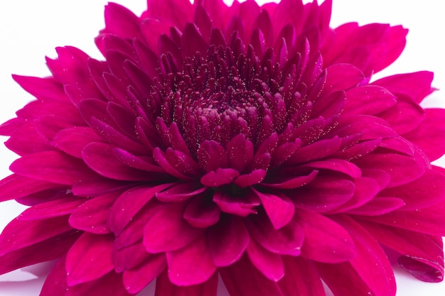 Tiro macro de flor de crisântemo vermelho em um fundo branco.