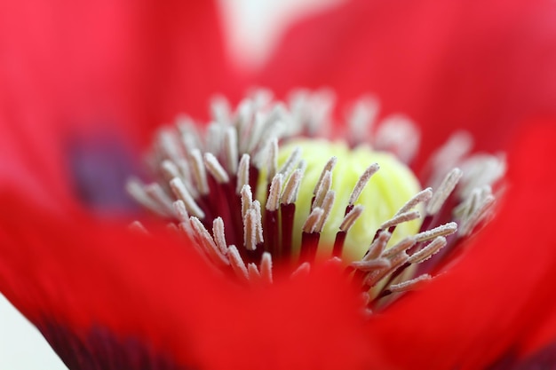 Tiro macro de flor de semente de papoula